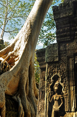 Fototapeta premium A huge root of tree with ancient Apsara statue at Ta Prohm