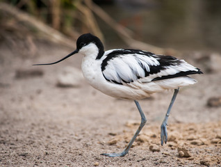 Wader: black and white Pied avocet