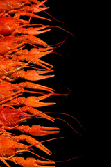 Tasty boiled crayfishes isolated on black