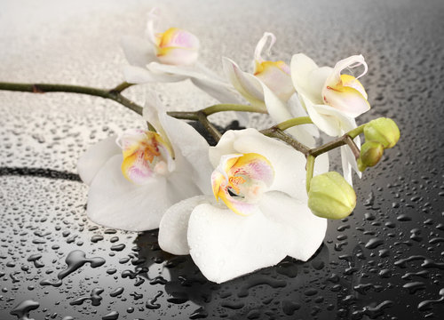 white beautiful orchid with drops on grey background