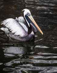 Peruvian Pelican: birds from South America