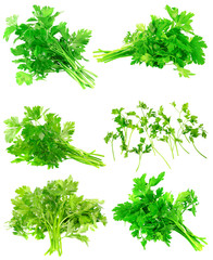 Collage  of Fresh parsley on white. Isolated