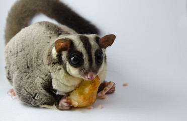 sugar glider