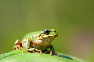 Frog