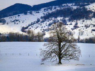 Tree in winter landscape
