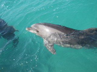 Delfin © Reklamatic