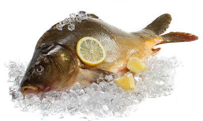 Fresh carp with lemon on ice