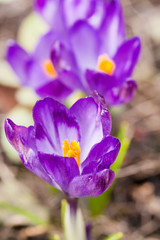 spring flowers