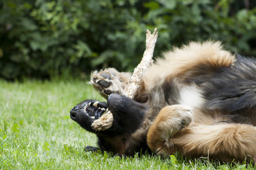 Spielender Leonberger
