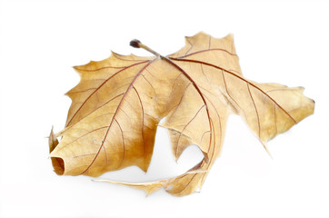 Autumn maple leaf isolated, selective focus