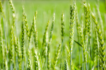 Obraz premium An image of plant