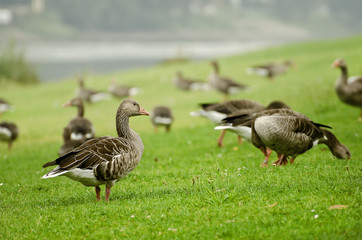 Gaggle