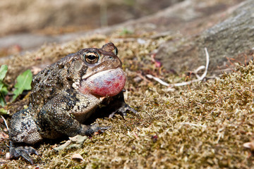 American Toad