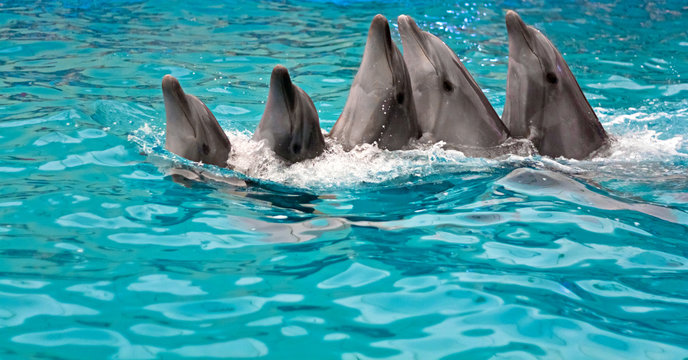 family of dolphins dances team