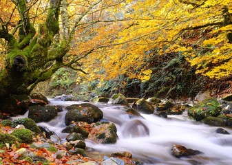 Otoño en el Bosque de Redes, Asturias, España..