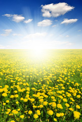 Fototapeta premium dandelions in the meadow with blue sky