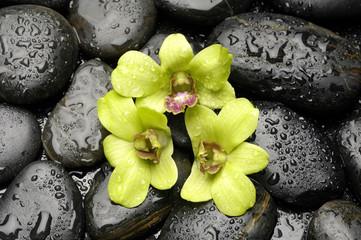 Green orchid and zen stones with water drop