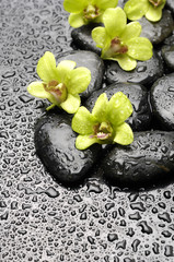 Obraz na płótnie Canvas Zestaw zielonych storczyków i zen kamienie z kropli wody