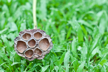 Dry lotus is placed on the yard