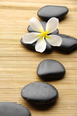 zen stones with frangipani flower arranged on wooden board