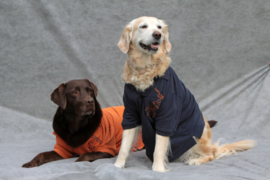 Labrador-Retriever mit Poloshirt