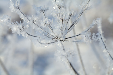 frozen plants