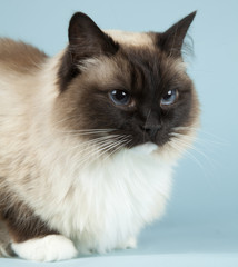 Raggdoll cat on blue background