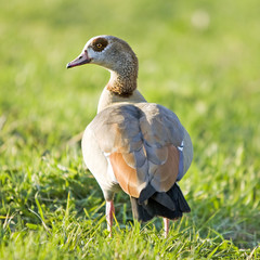 Graylag goose