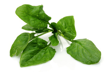 Spinach