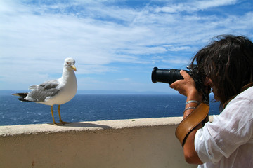 photographie de goeland sur les remparts de Bonifacio, Corse