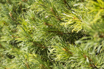 Closeup of green natural hedge in garden