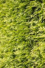 Closeup of green natural hedge in garden