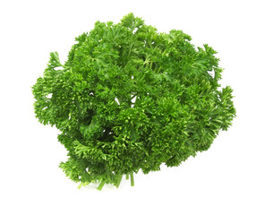 Fototapeta premium parsley