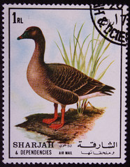 Postage stamp