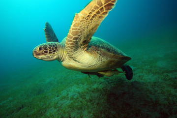 Naklejka premium Diving in the Red Sea