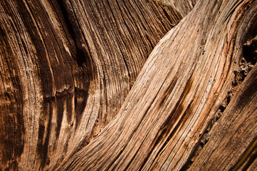 Texture de bois sec, arrière plan avec les veines d'une arbre mort, souche ou écorce
