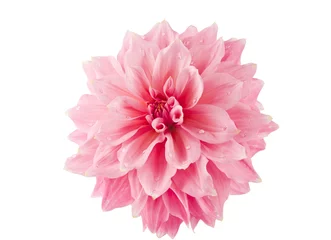 Peel and stick wall murals Dahlia pink of a dahlia isolated