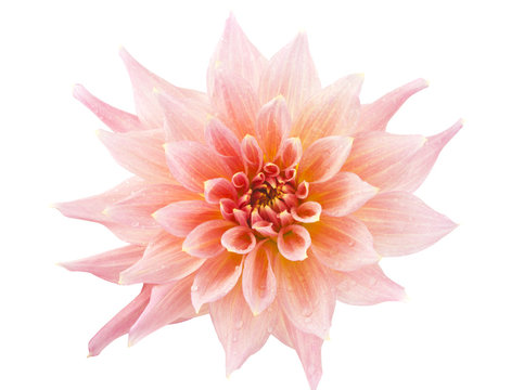pink of a dahlia isolated