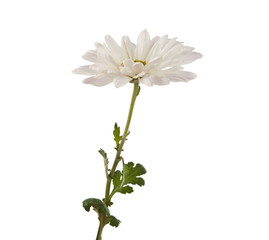white chrysanthemum isolated