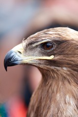 Fototapeta premium Head of an alert hawk, closeup portrait