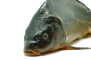 Karp królewski © CUKMEN