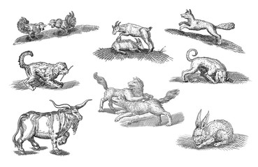 animals ilustration