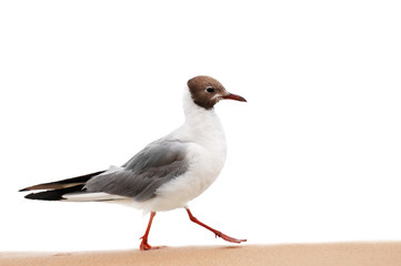 seagull isolated on a white background