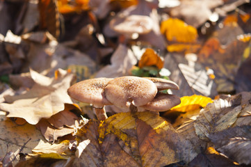 Naklejka premium Fall mushrooms