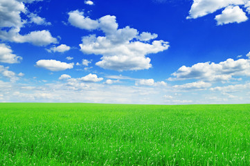 Fototapeta premium field and blue sky