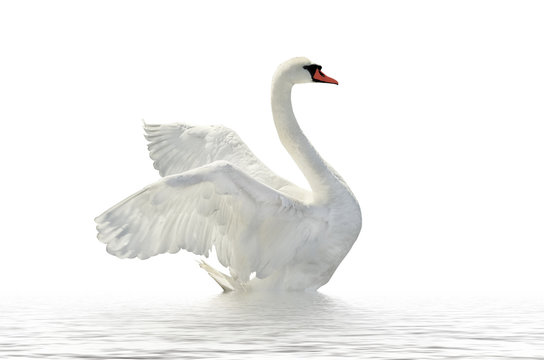 White Swan Images – Browse 274,142 Stock Photos, Vectors, and Video | Adobe  Stock