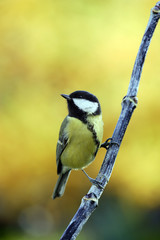 Tit great tit sitting on a branch