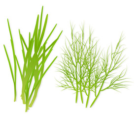 Green spring onions and dill detailed illustration vector