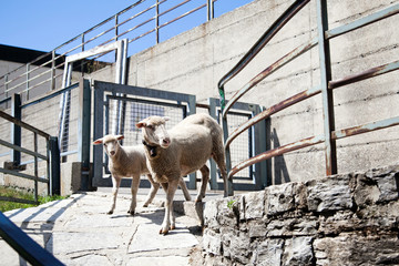 Mutterschaf mit Lamm, Tessin (CH)