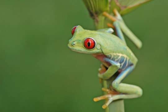 Red-eyed treefrog (Agalychnis callidryas) © donyanedomam